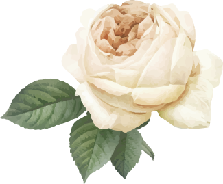 white_rose_single.png